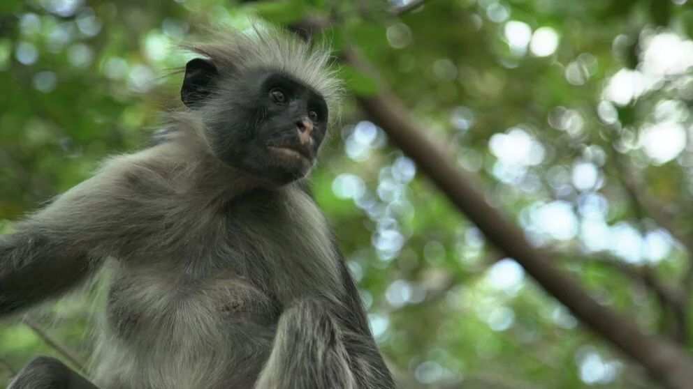 ZANZIBAR RED MONKEY